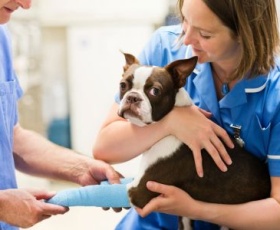 Les 5 compétences clés d'un auxiliaire de santé animale