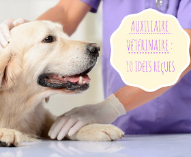 Les 10 rumeurs sur le métier d'auxiliaire vétérinaire