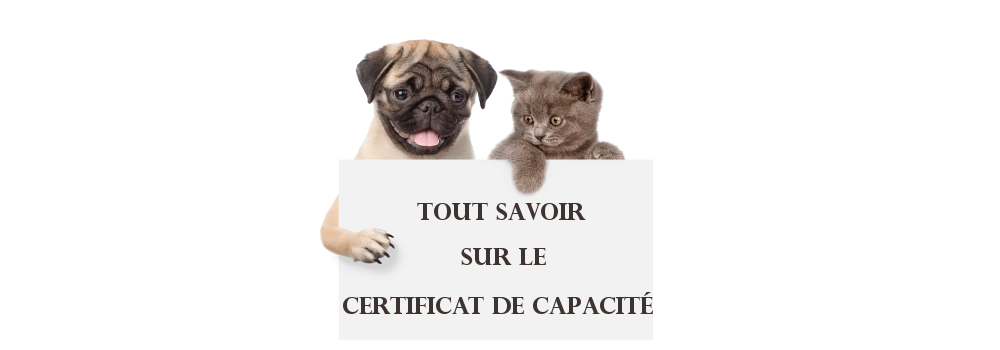 Le certificat de capacité pour animaux domestiques (CCAD)