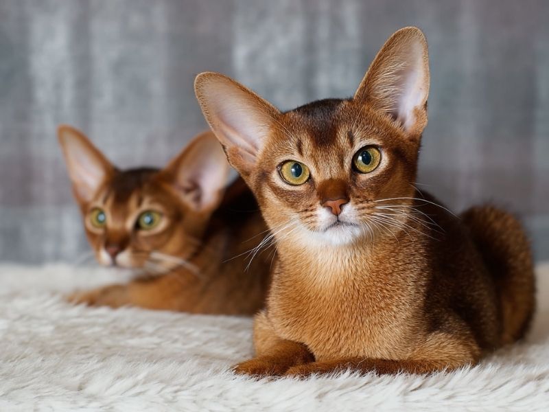 Abyssins