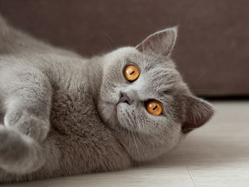 British Shorthair