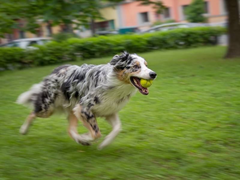 Chien subitement aggressif