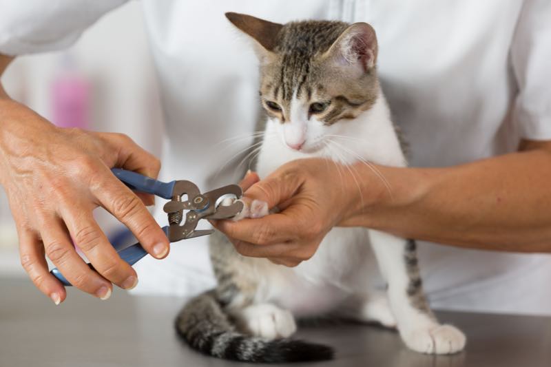 Couper griffes d'un chat