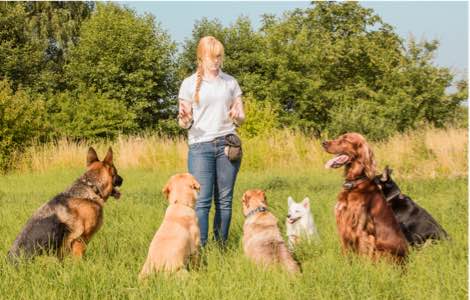 &Eacute;ducateur canin