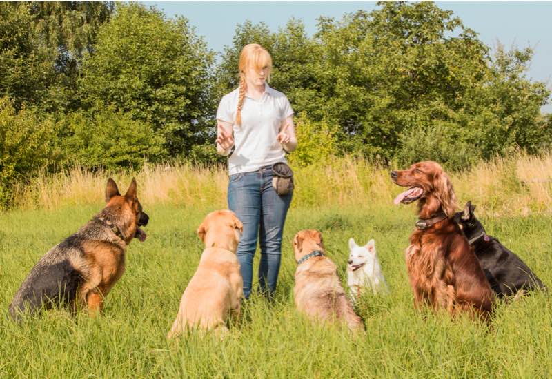 Formation éducateur canin