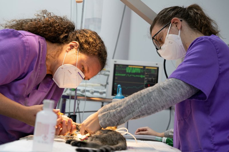 &Eacute;tudes v&eacute;t&eacute;rinaire