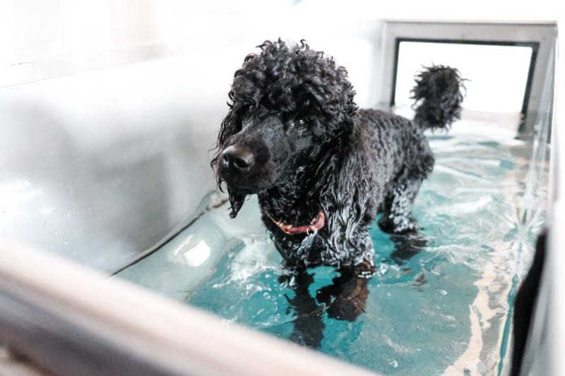 Hydrotherapie chien