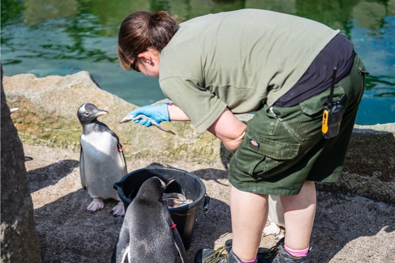 Travailler dans un zoo
