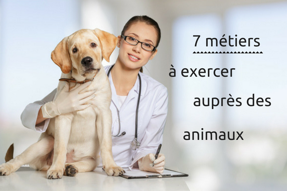 7 métiers de soin aux animaux