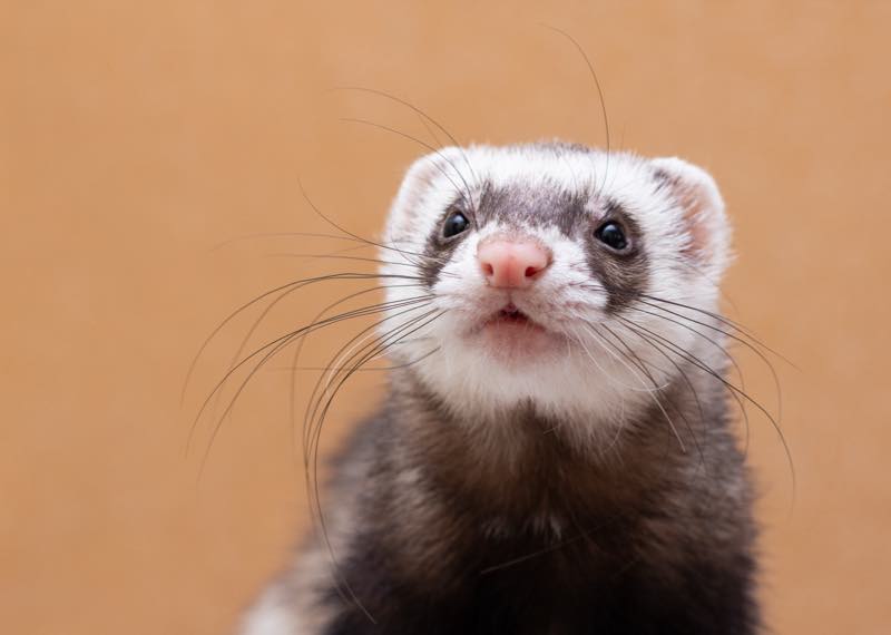 Furet
