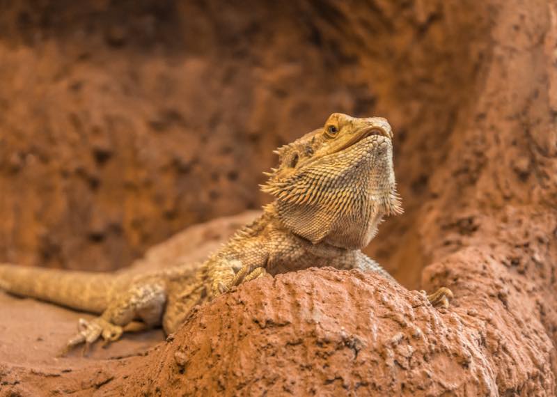 Education positive reptiles