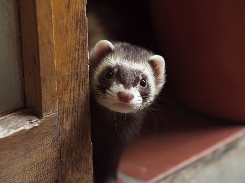 Furet