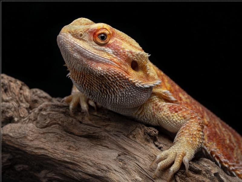 Pogona
