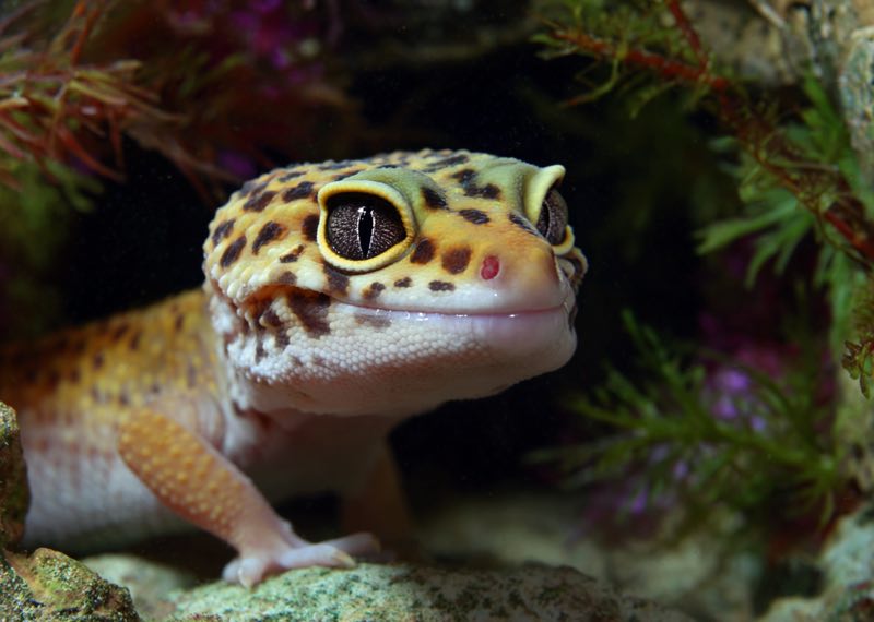 Gecko Leopard