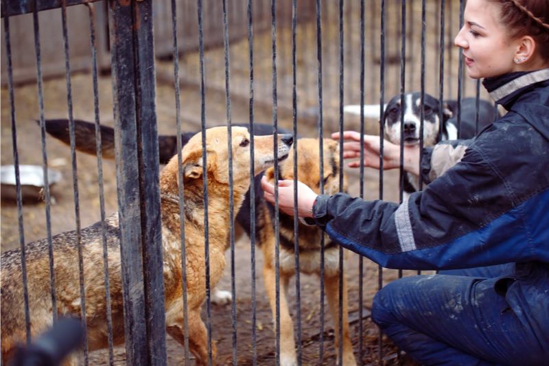 Travailler en refuge pour animaux