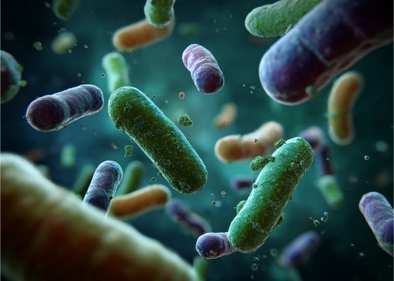 Microbiote b&eacute;tail