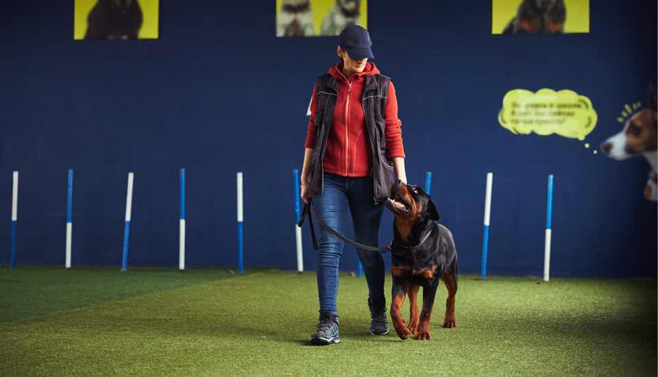 Comportementaliste chien entraînement