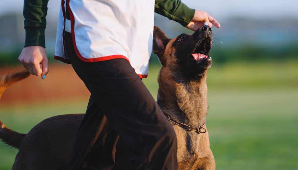 Educateur canin formation