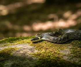 Espèces de serpents : comprendre la diversité fascinante du monde serpentin