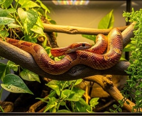 Et si votre prochain animal de compagnie était un serpent ?