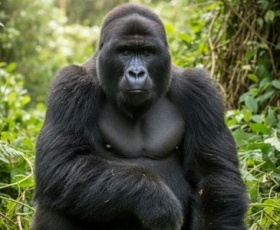 Animaux en voie de disparition