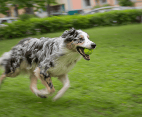Mon chien est devenu agressif du jour au lendemain : les vraies raisons 
