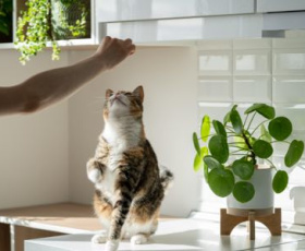Secrets de comportementaliste pour chat : ce que votre félin essaie de vous dire