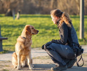 Dans le "cabinet" d'un comportementaliste animalier : les secrets d'une consultation réussie