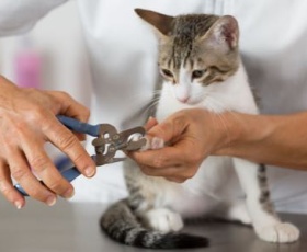 Comment couper les griffes de votre chat ?