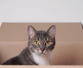 5 conseils pour déménager sereinement avec un chat