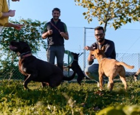 Meilleures formations pour devenir dresseur de chien