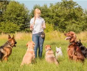 Formation éducateur canin : quelles sont les meilleures options en 2025 ?