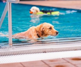 Comment débuter la balnéothérapie pour chien : guide étape par étape