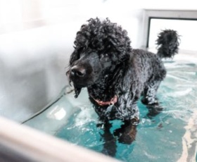 Tout savoir sur l'hydrothérapie pour chien