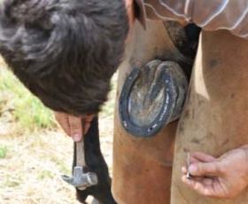 Comment devenir Maréchal-Ferrant : du débutant au pro