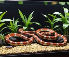 Avoir un serpent chez soi : guide pour éleveurs passionnés