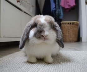 Top 10 des NAC les plus populaires en France