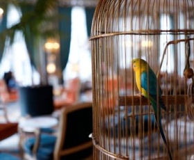 Comment protéger vos NAC des maladies courantes ?