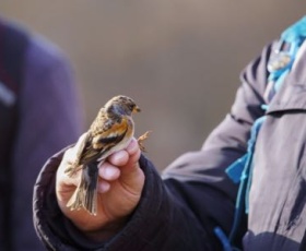 Ornithologue : un métier passé au crible