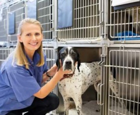 Comment devenir bénévole en refuge animalier : guide pratique