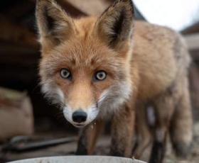 Comment les centres de sauvegarde de la faune sauvage sauvent nos animaux ?