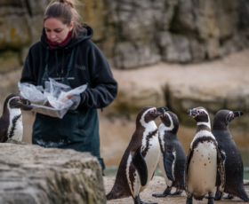 Formation soins des animaux : quel cursus choisir ?