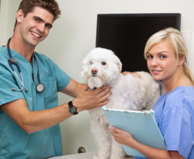Le métier de secrétaire vétérinaire en 7 questions
