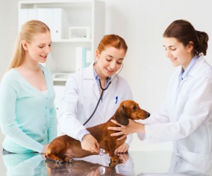 Auxiliaire de santé animale