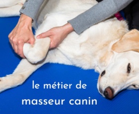 Masseur canin