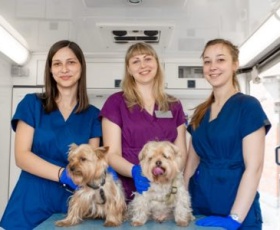 Auxiliaire spécialisée vétérinaire (ASV) : fiche métier