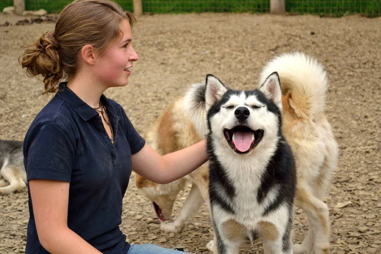 l'heure du repas des jeunes chiens