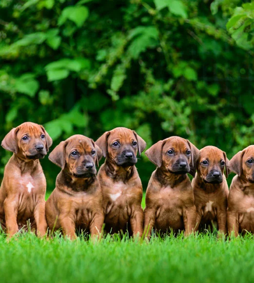 six chiots Rhodesian Ridgeback assis en rang sur l'herbe